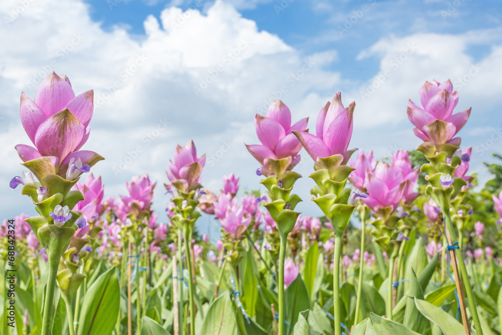 Photo of Curcuma alismatifolia blossom in Thailand Photo of Curcuma alismatifolia blossom in Thailand
