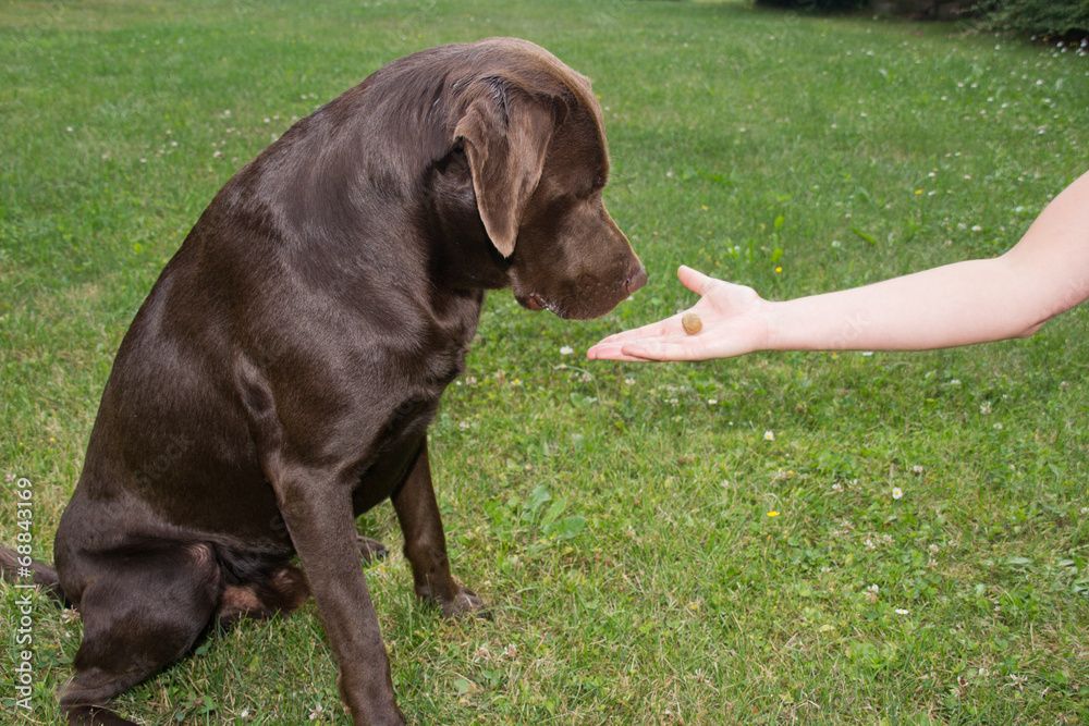 Labrador im Training 5