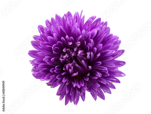 Fototapeta Naklejka Na Ścianę i Meble -  aster flower