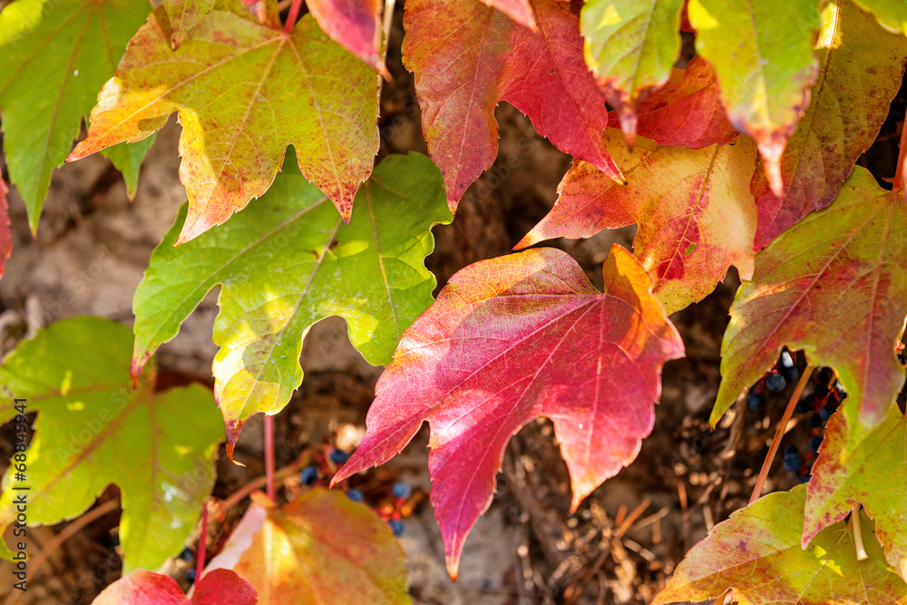 orange and green leaves