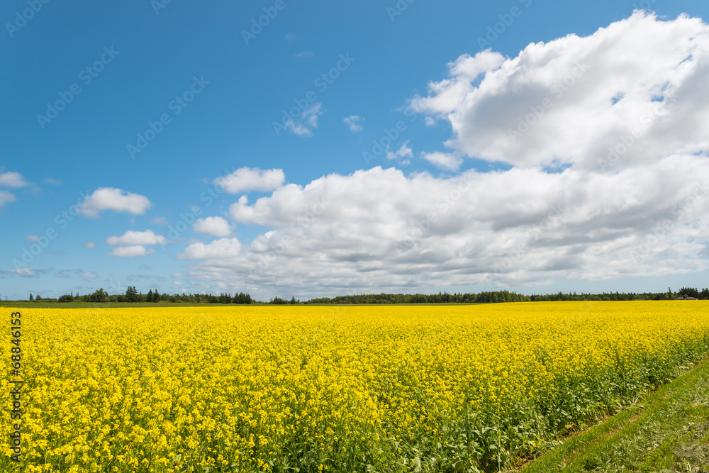 Yellow field rapeseed in bloom Yellow field rapeseed in bloom