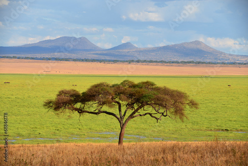 Tree in front of colorful background - Tarangire Park, Tanzania