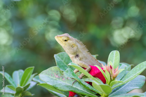 Brown Lizard or tree lizard photo