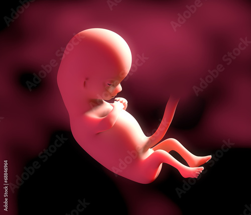 Fötusentwicklung: 12 Schwangerschaftswoche – 3D Illustration