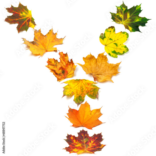 Letter Y composed of autumn maple leafs