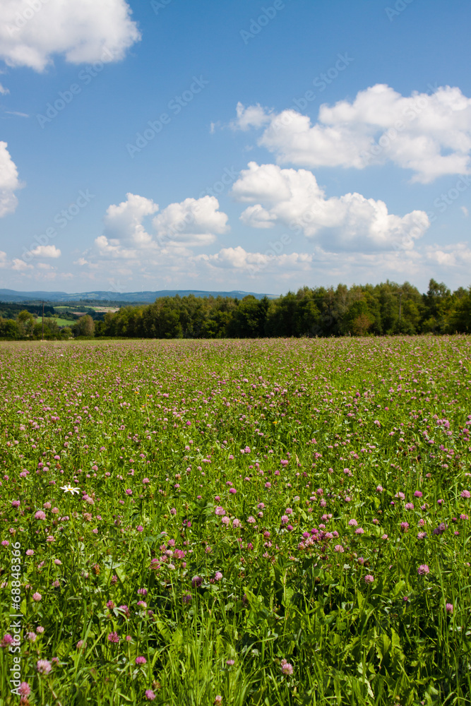 sommerwiese sommerwiese
