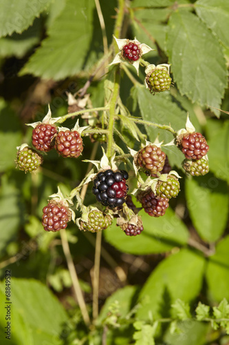 Wilde Brombeere - Unreife und reife Früchte