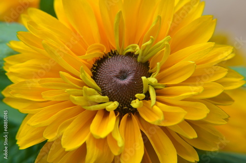 Rudbeckien - Sommerblume gelb braun