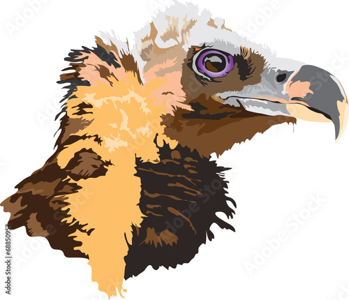 Eagle Head  Vector