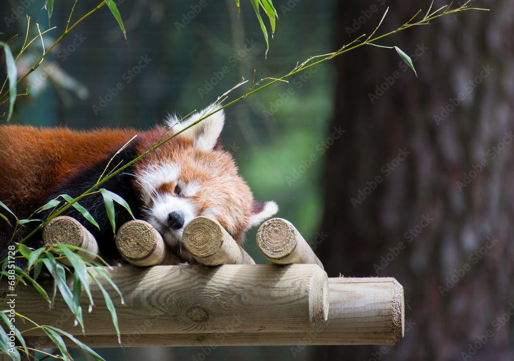 Fototapeta premium Panda roux de Chine