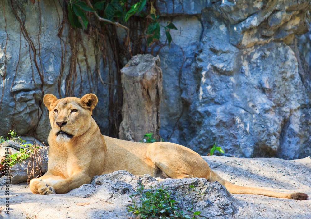 Lion Lion