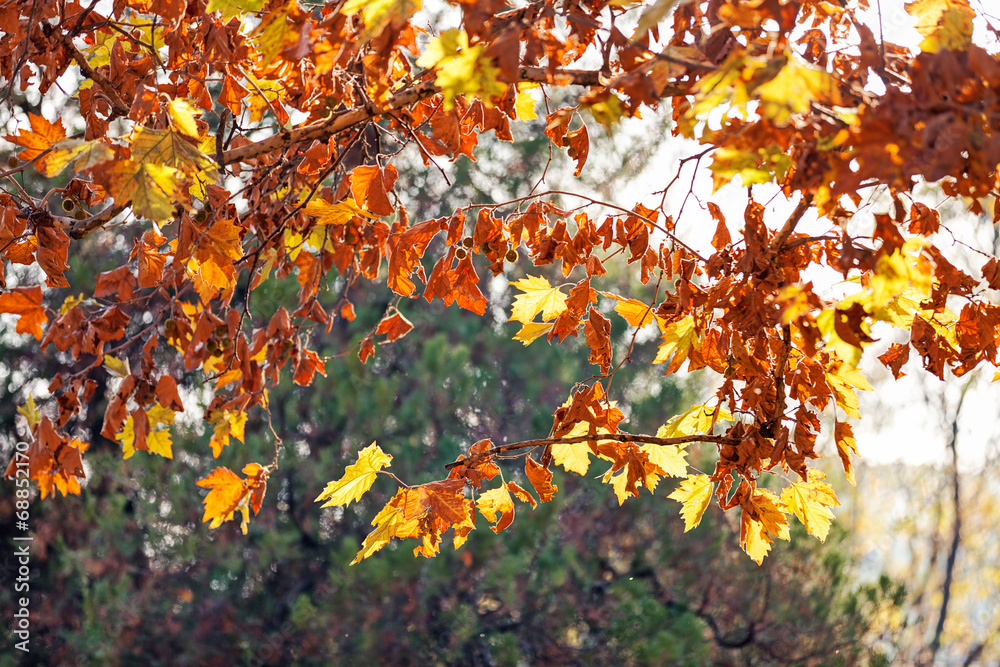leaves in the park leaves in the park