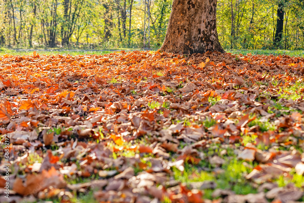 leaves in the park