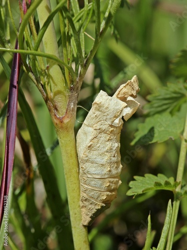 Leere Puppenhülle des Schwalbenschwanzes (Papilio machaon)