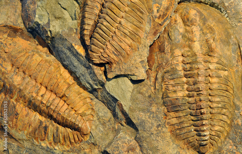 Detailed view of fossils - trilobite