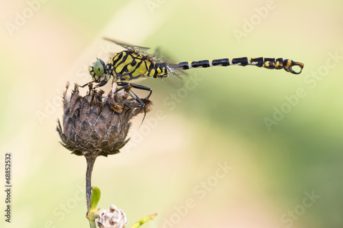 Kleine Zangenlibelle photo