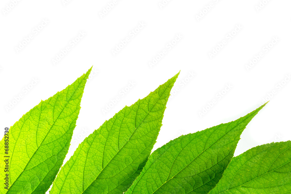 Muntingia calabura's leaf (jam tree) on white background Muntingia calabura's leaf (jam tree) on white background