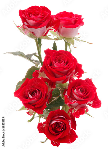 Red rose flower bouquet isolated on white background cutout