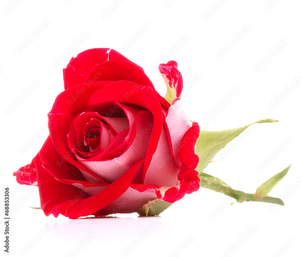 Red rose flower head isolated on white background cutout Red rose flower head isolated on white background cutout