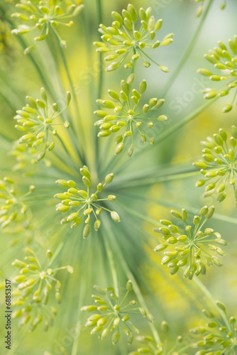 Dill in garden photo