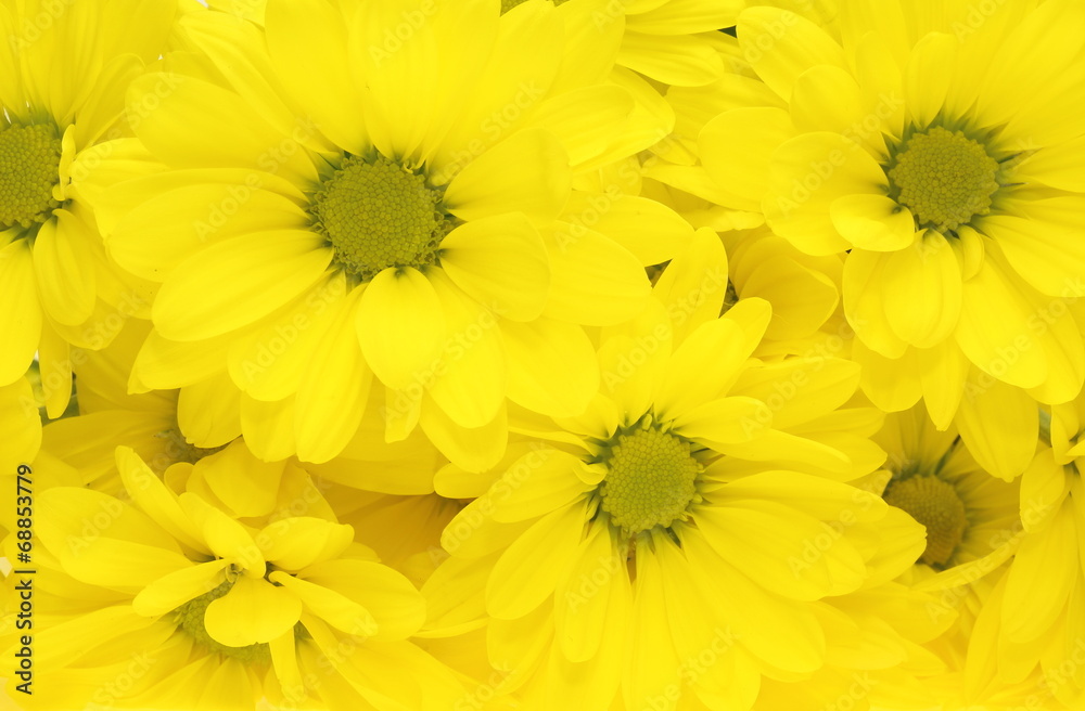 菊 菊