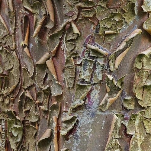 Zypresse Rinde - cypress bark 02