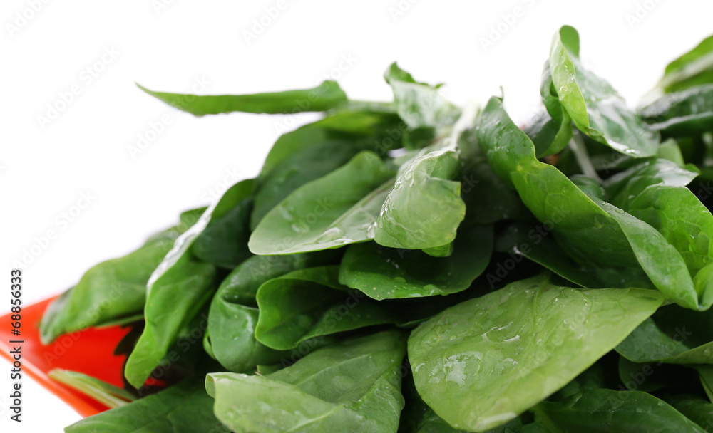 Tuft of fresh sorrel in orange square plate isolated on white Tuft of fresh sorrel in orange square plate isolated on white