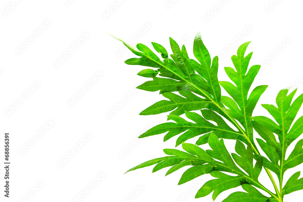 Fototapeta premium green leaves of a tree on a white background