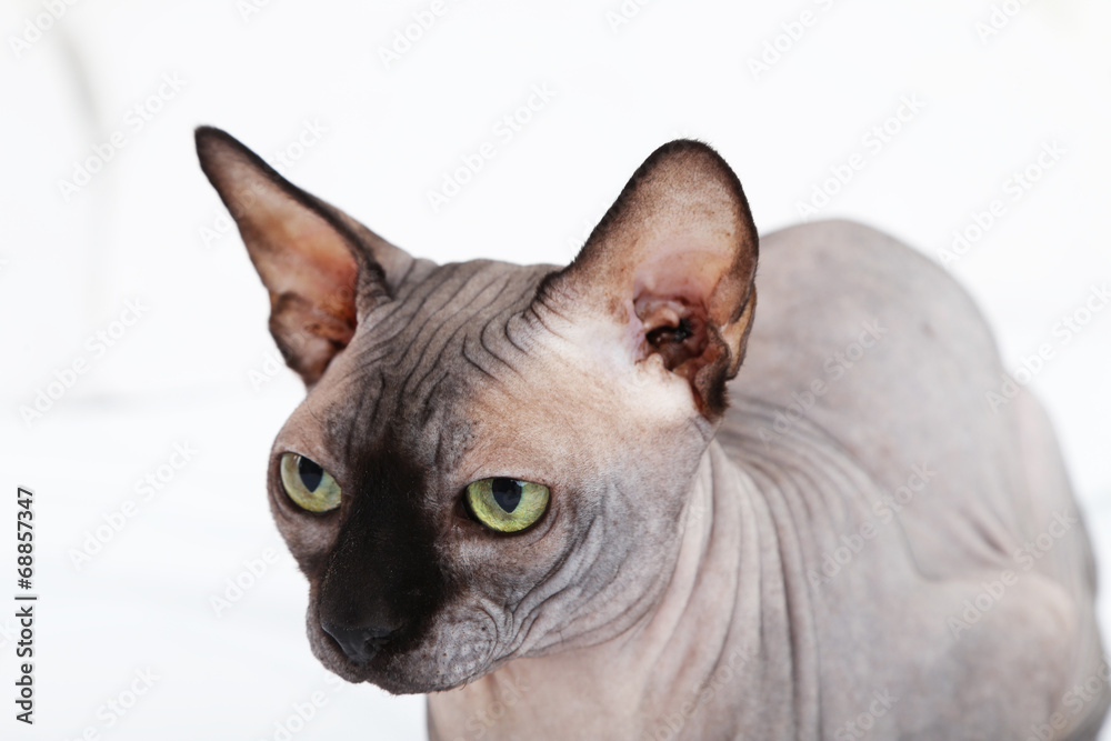 Beautiful gray sphinx cat on bed
