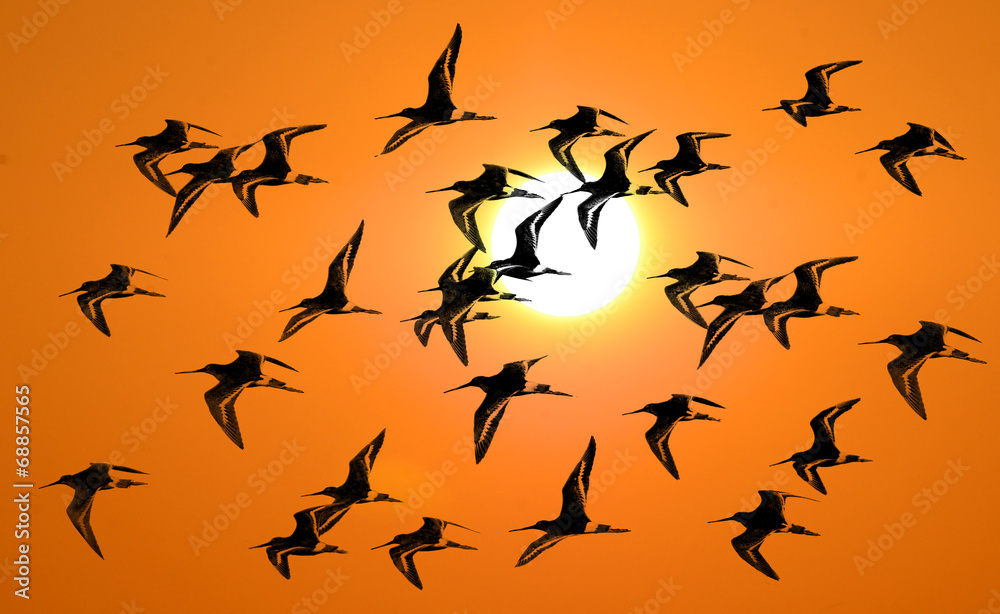 Waders bird Waders bird