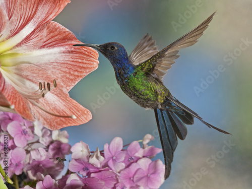 Swallow-tailed Hummingbird © David Davis