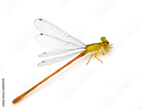Dragonfly pin.