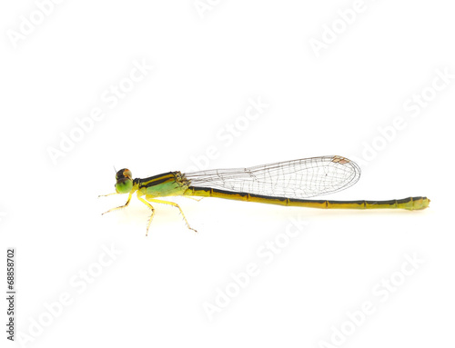 Dragonfly pin. © maeklong