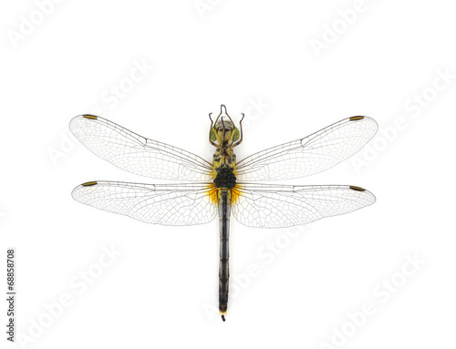 dragonfly © maeklong