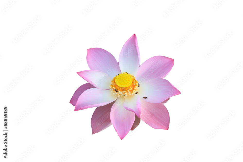 Pink lotus isolated on white background Pink lotus isolated on white background