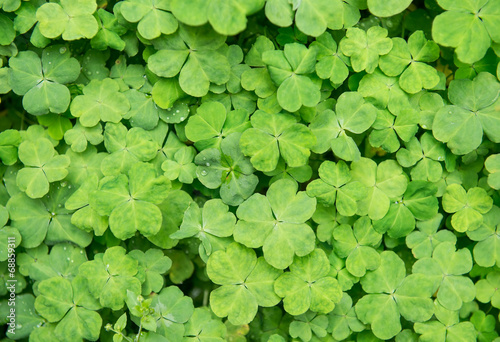hree shamrock leaves in a clover patch