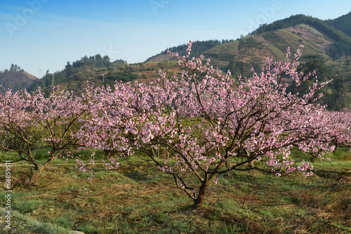 peach blossom bloom in an orchard