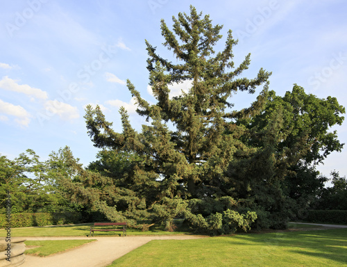 Beautiful conifer in the garden near the Hluboka Castle.