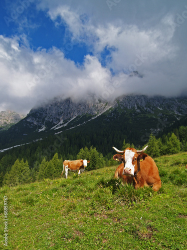 Vacche al pascolo al Rifugio Bajon (Domegge di Cadore) photo