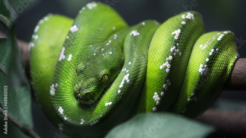 Green tree python snake on a branch