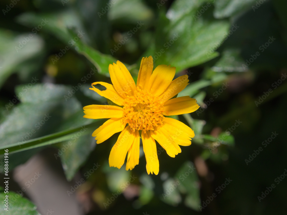beautiful Singapore dailsy flower (Melampodium divaricatum) beautiful Singapore dailsy flower (Melampodium divaricatum)