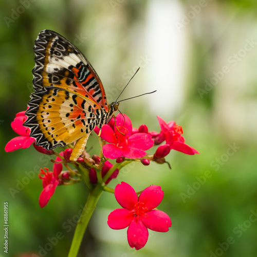Butterfly on flower #68861955