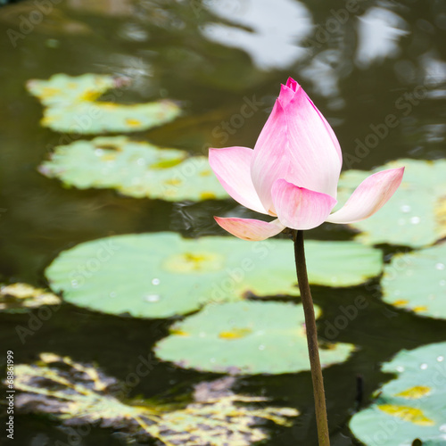 Pink lotus in natural pond