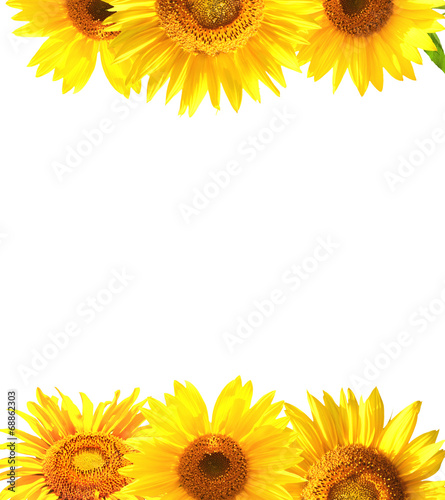 Fototapeta Naklejka Na Ścianę i Meble -  Border with sunflowers