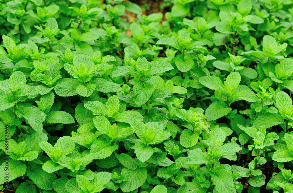 mint plants grow in vegetable garden mint plants grow in vegetable garden