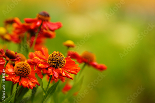 Beautiful red flowers on grass background in the garden