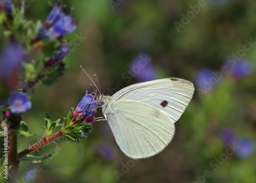Butterfly (probably a Cabbage White butterfly).