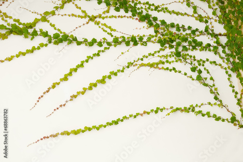 Fototapeta Naklejka Na Ścianę i Meble -  ivy leaves isolated on a white background