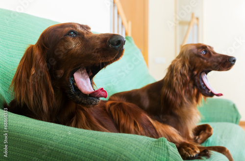 Two  Irish Setters