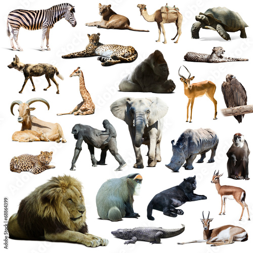 lion  and other African animals. Isolated over white